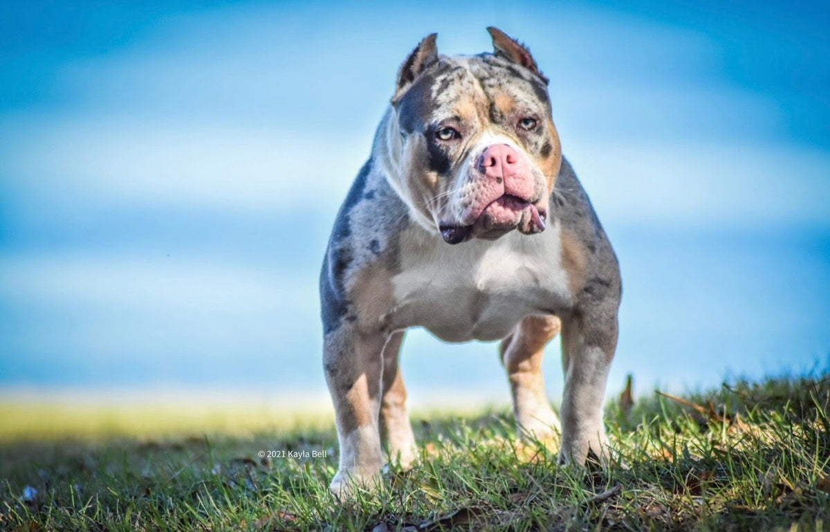 Blue merle hot sale pocket bully